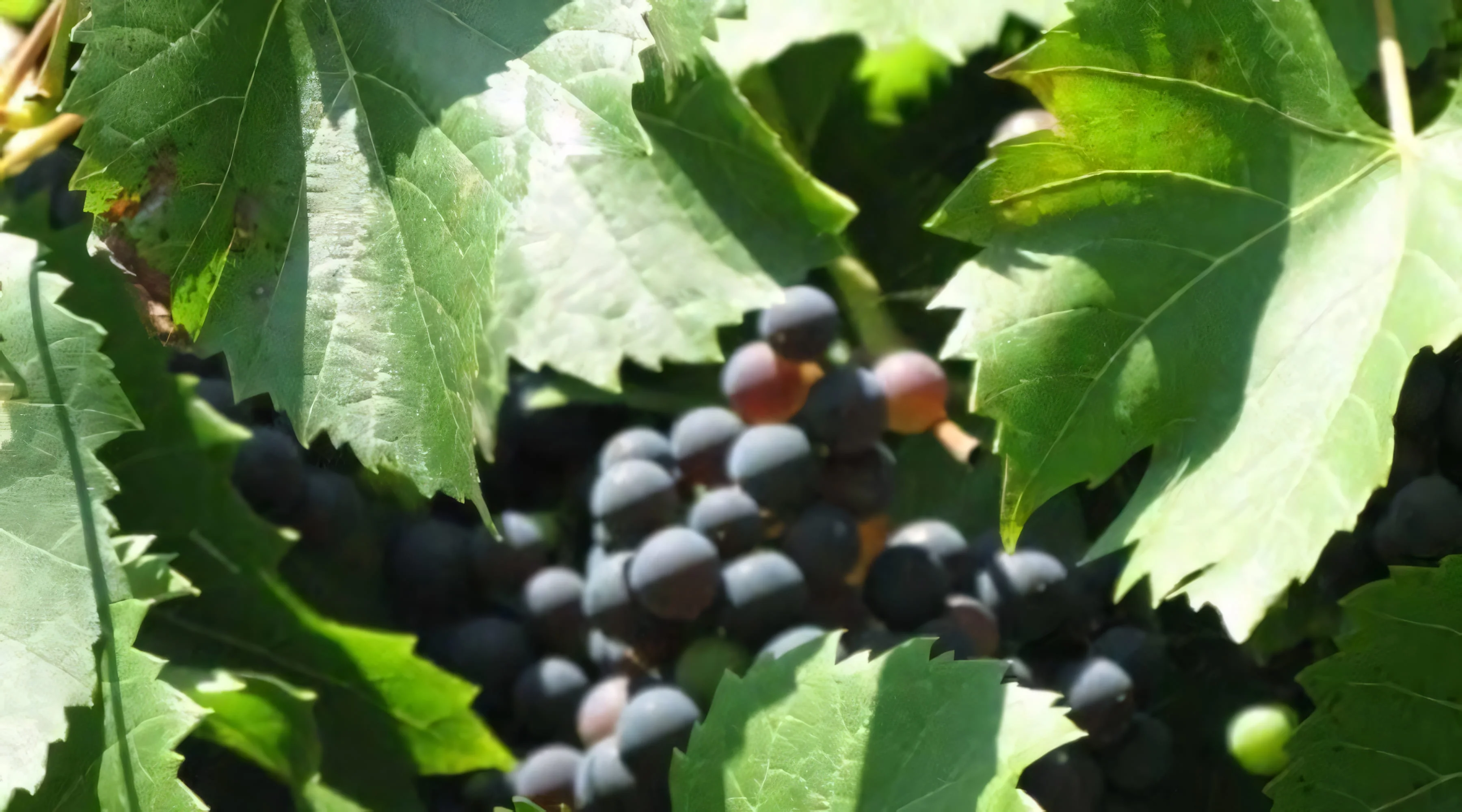 Grappe de raisins