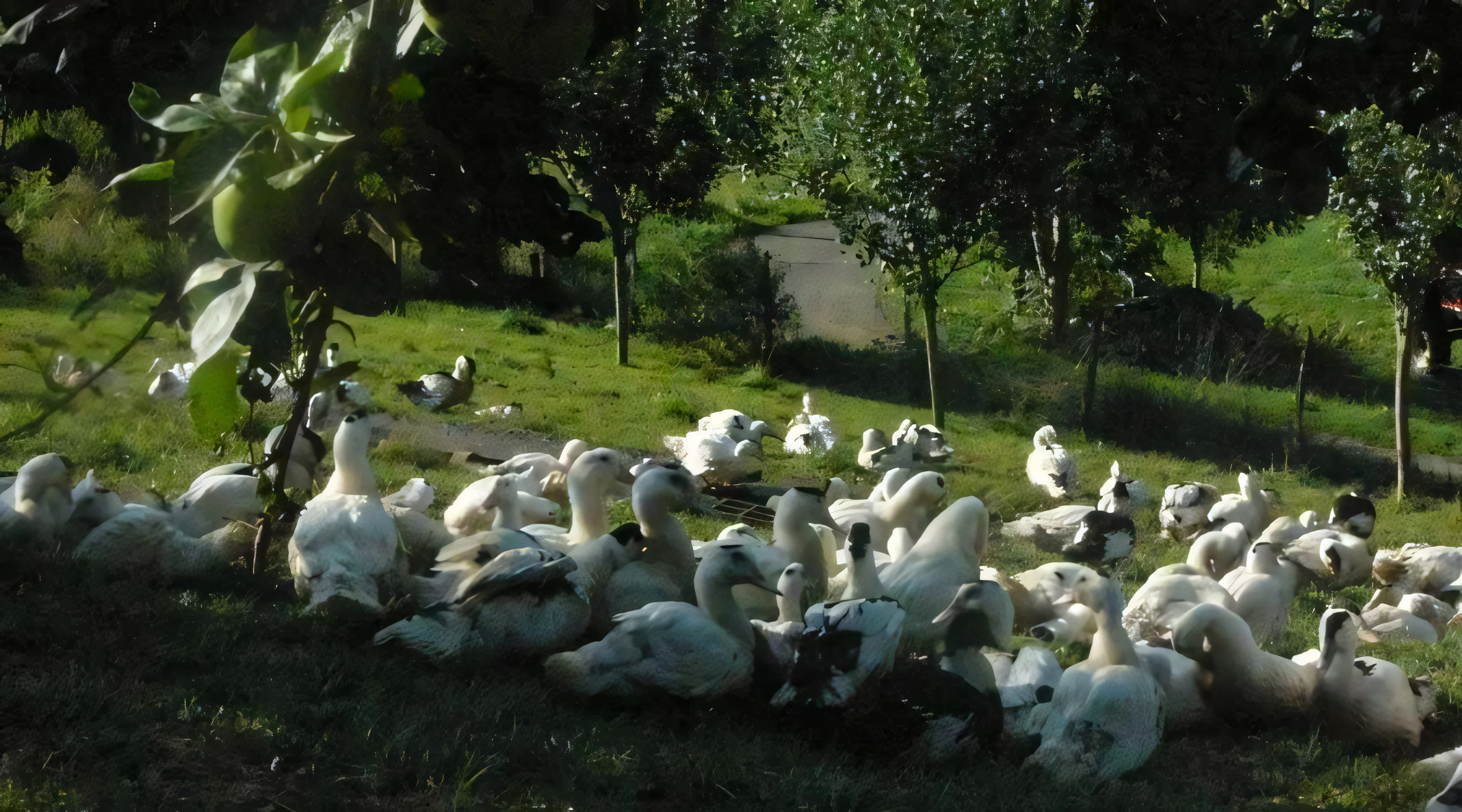 Canards