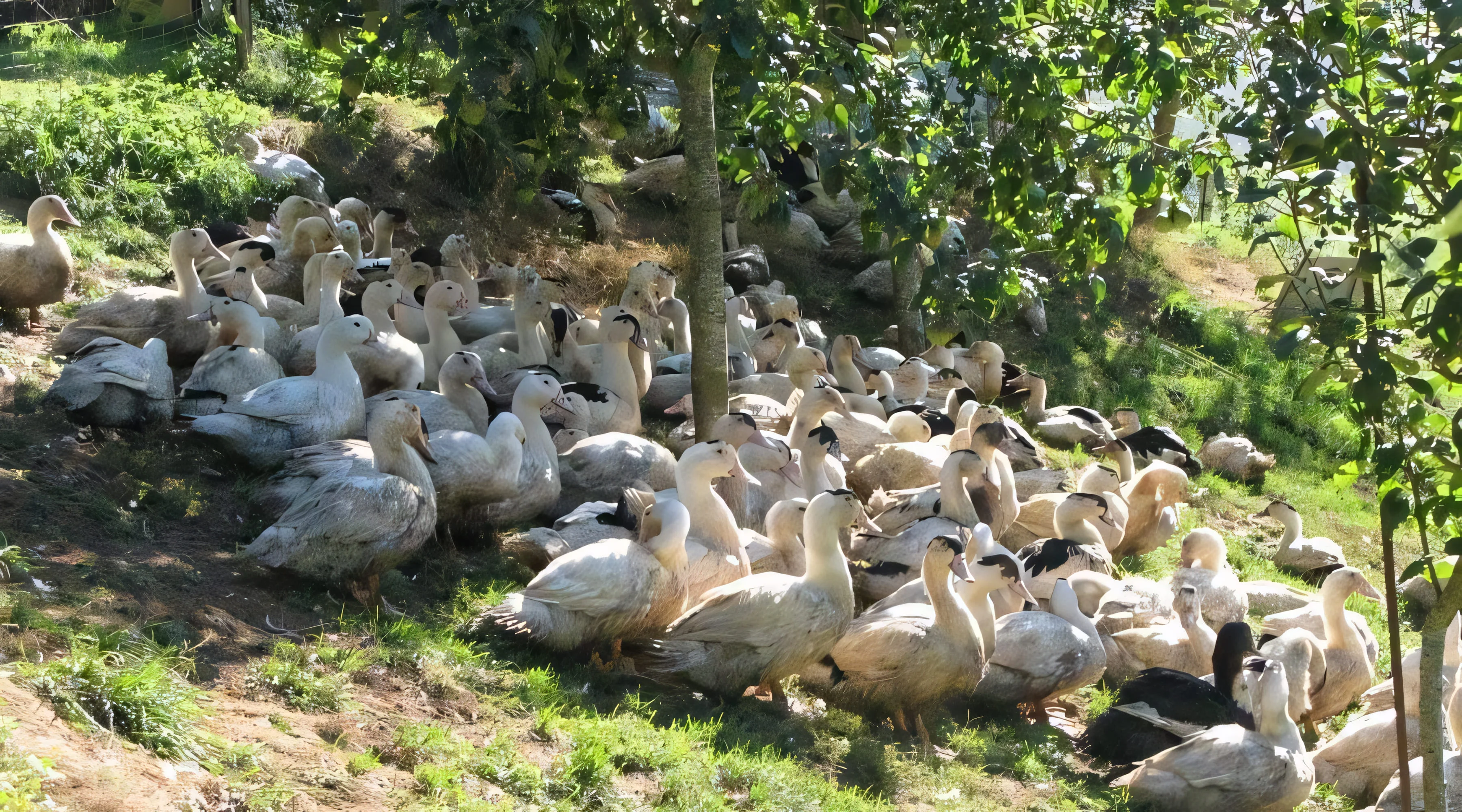 Canards